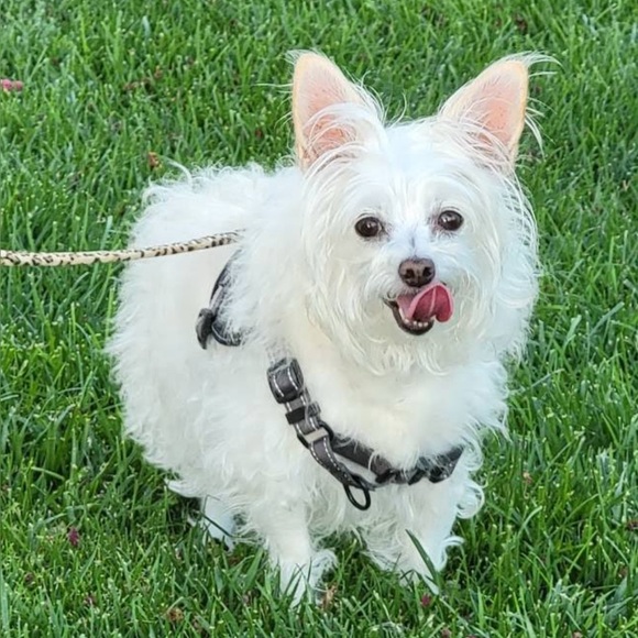 Meet your Posher, Posh - Picture 13 of 16